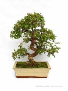 Ulmus parvifolia- Kínai szil 25S (25 cm-es tálban)