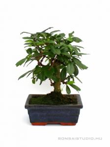 Carmona macrophylla- Borágófa, karmóna 15B (15 cm-es tálban)