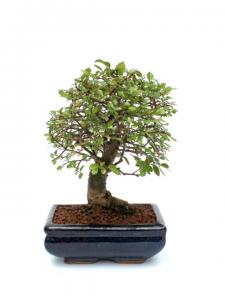Kínai szil bonsai - Ulmus parvifolia kék mázas tálban