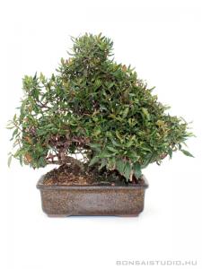 Trachelospermum sp. shohin bonsai 01.