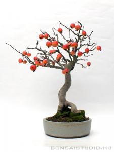 Malus halliana bonsai mázas japán bonsai tálban 02.