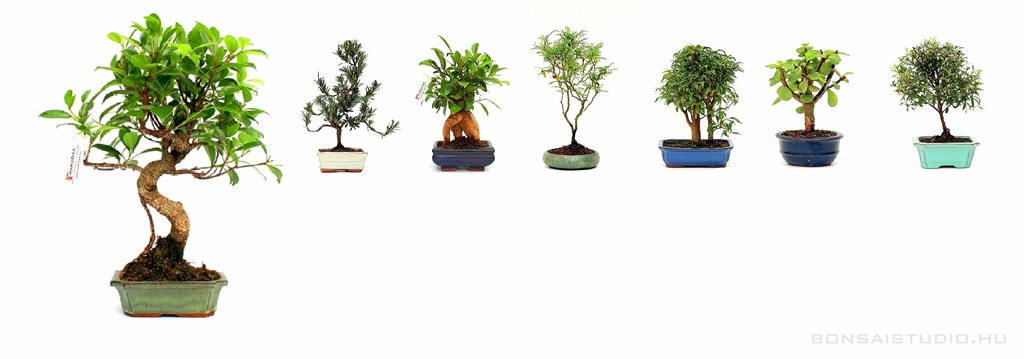 belteri, bonsai, szoba, bonsai, indoor, zimmer, belteri bonsai szoba bonsai indoor zimmer